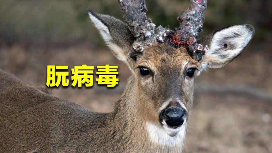 致死率超30%的“骆驼病毒”,你了解多少?