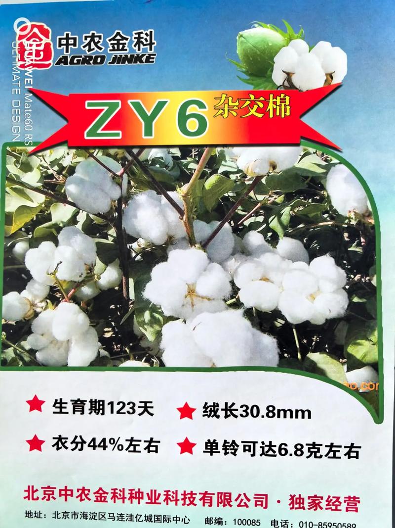 现在山东的棉花多少钱一斤了