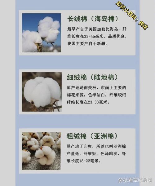 棉花几元一斤