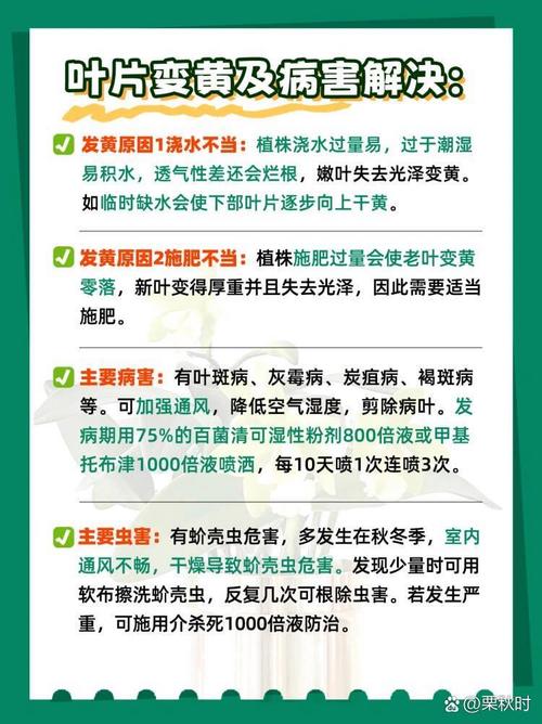 中国兰特什么意思
