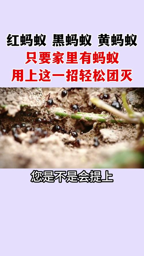 蚂蚁保最坑人的三个行为